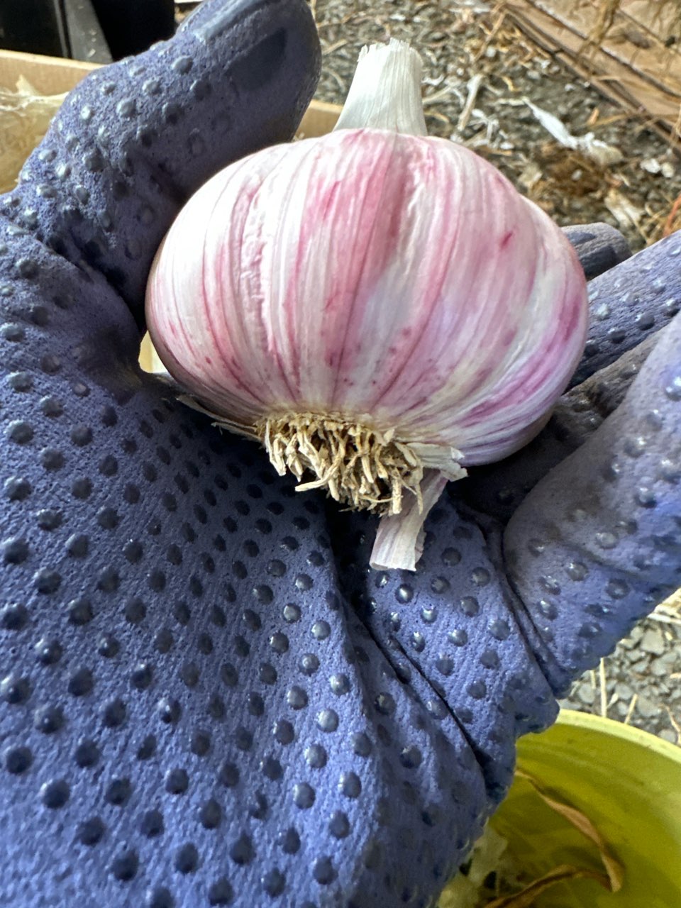 View across Ezra Lee Farm fields beneath a valley oak