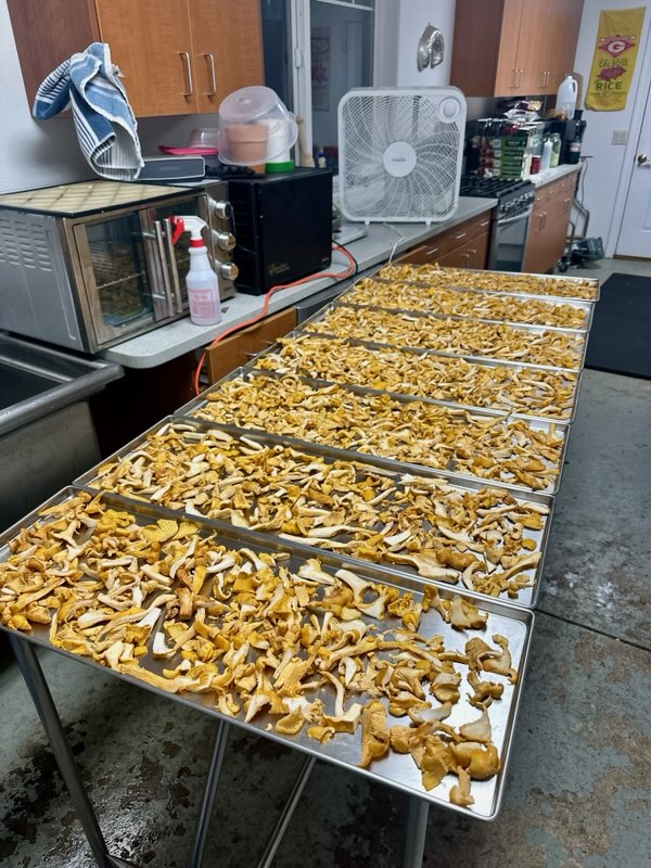 Century-old Valley oak and fields at Ezra Lee Farm